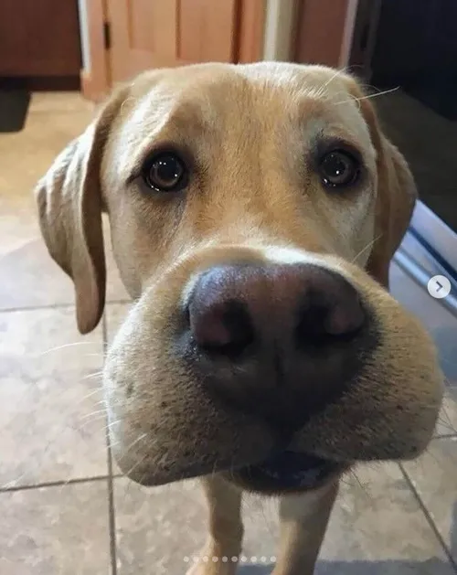 Khoảnh khắc chó bị ong đốt sưng môi nhìn như đang chuẩn bị rap battle