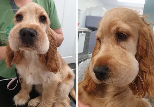 Tình huống khó đỡ được ghi lại từ những chú chó bị ong đốt sưng môi