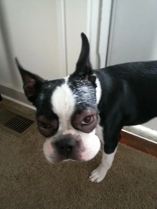 Gương mặt chó bị ong đốt khiến ai cũng cười vì quá giống biểu cảm thất tình