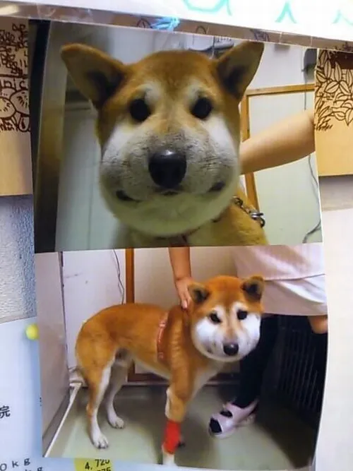 Khi bạn mạnh miệng với đời rồi thành chú chó bị ong đốt sưng mặt bất ngờ