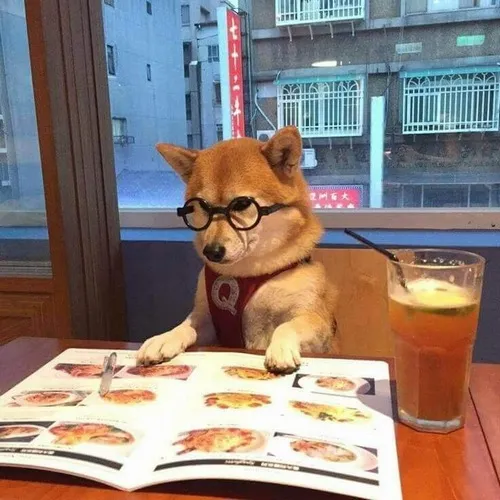 Meme chó Shiba hợp khi bạn chán nhẹ mà không muốn than