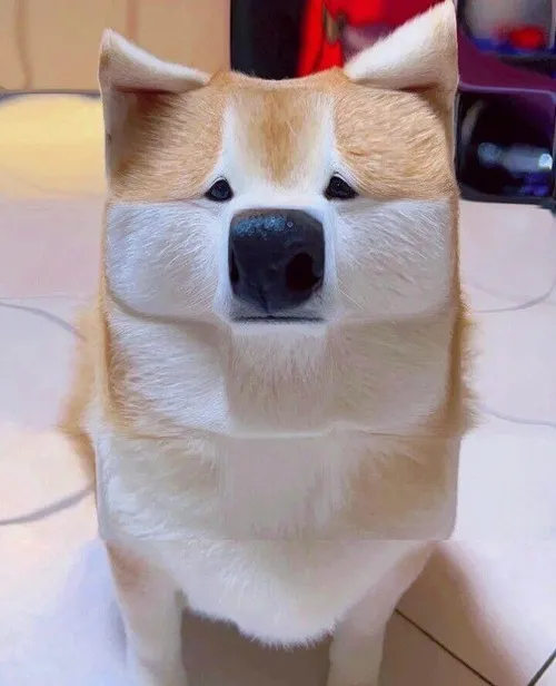 Meme chế bé lông xù mô tả nụ cười méo qua bộ lông dày xù