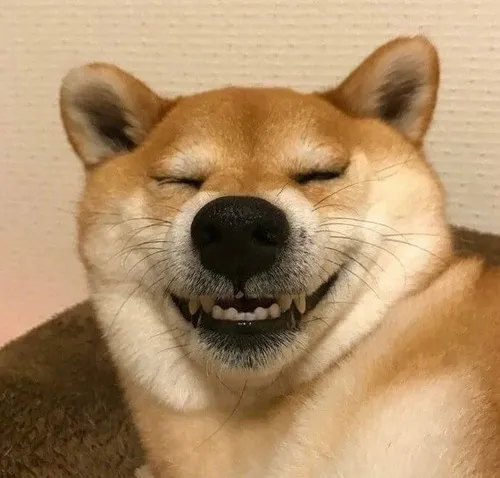 Khoảnh khắc Shiba Inu kéo thần thái khó hiểu qua khuôn miệng cong duyên dáng