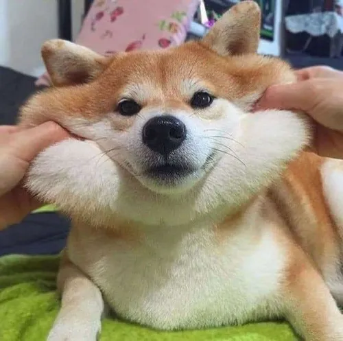 Ảnh vui boss Shiba nhấn nét lơ ngơ bằng tai nhọn linh hoạt dễ cưng