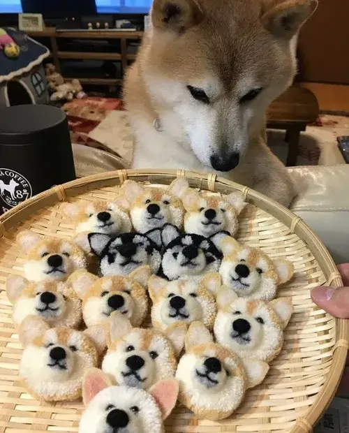 Meme chó Shiba dùng lúc bị bắt quả tang nhưng vẫn tỉnh