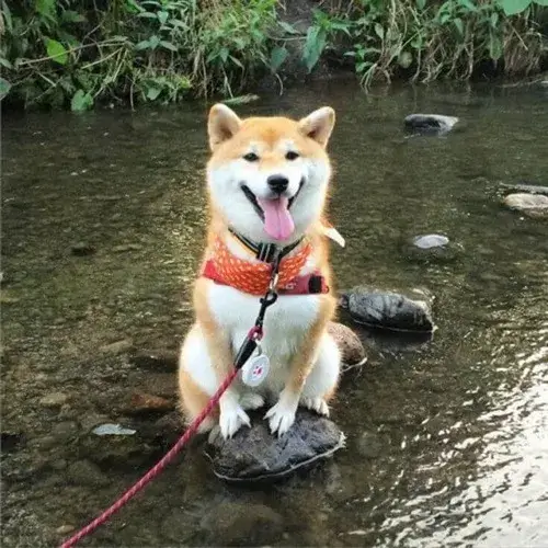 Biểu cảm xem thường nhếch môi chút xíu