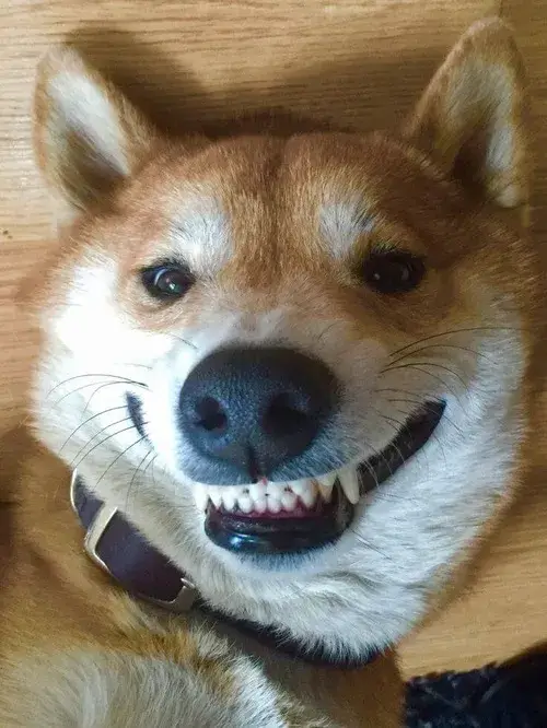 Gương mặt vui tươi với đôi mắt sáng long lanh