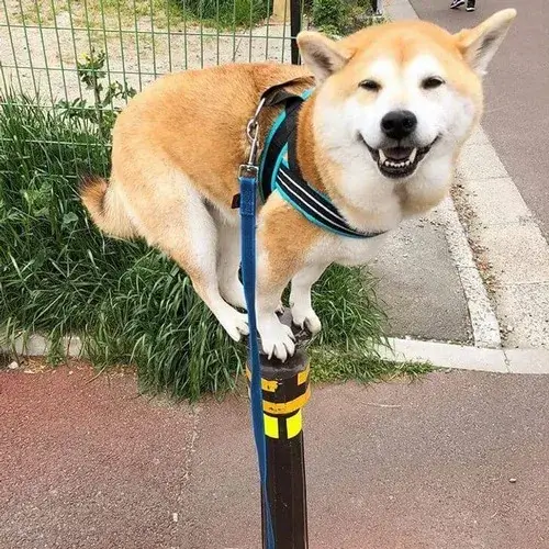 Nụ cười hiền xuất hiện rất bất ngờ