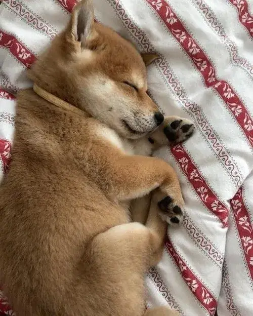 Meme chó Shiba dùng lúc tâm trạng ngáo nhẹ không lý do