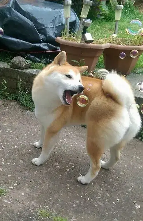 Meme chó Shiba hợp cảnh đang lúng túng mà vẫn phải tỏ ra bình tĩnh