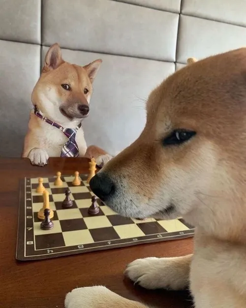 Ảnh troll bé lông xù khai thác dáng nằm buồn cùng đuôi xoắn tròn