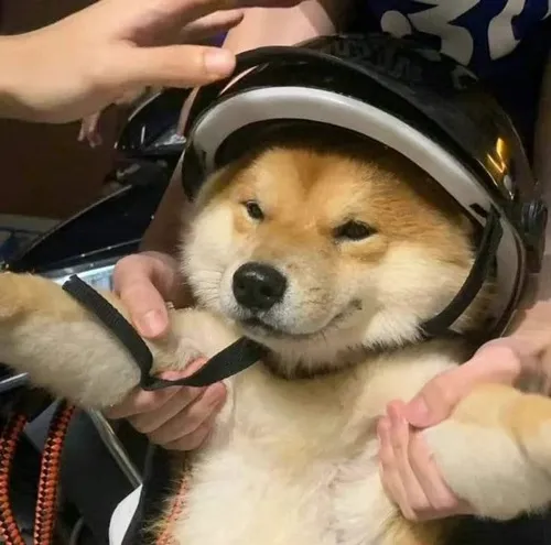 Ảnh troll chó Shiba khơi trung thành qua cái đuôi cong nổi bật