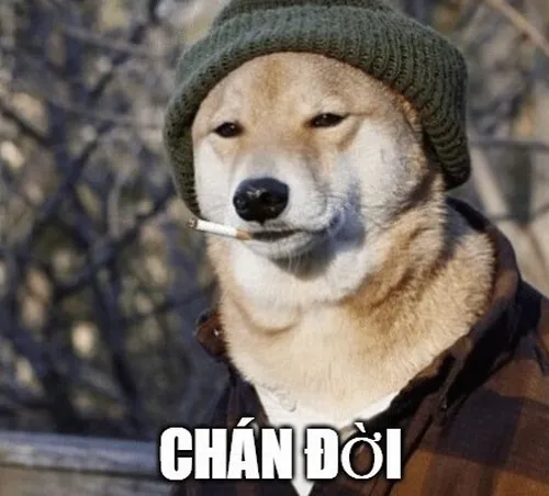Meme hài Shiba Inu đánh bật nét ngơ ngẩn bằng ánh mắt cụp sâu