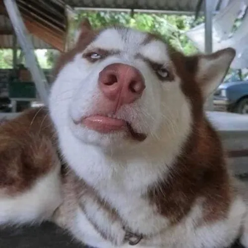 Ảnh troll gương mặt vô định giữa nền ảnh tối giản nhưng vẫn hài