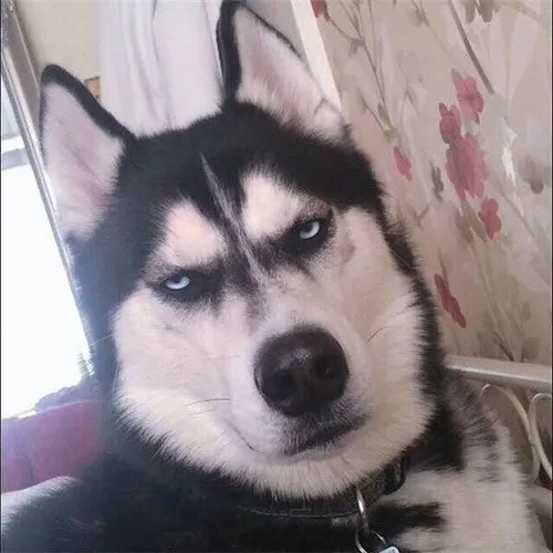 90 ảnh Husky Meme vô tri hài hước với các hành động ngáo ngơ khó tả