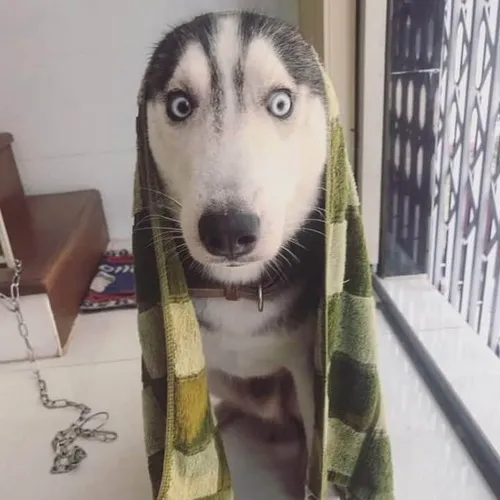 Hình troll husky hề dựng tai thuộc đầu như đang ngẫm nghĩ đời