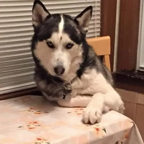 Meme hài husky gương mặt ngáo làm người xem bật cười