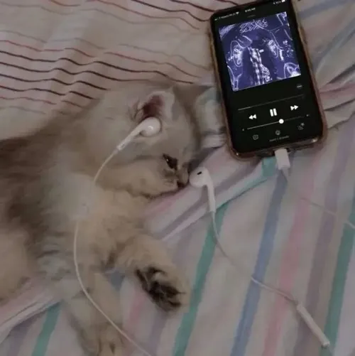 Ảnh troll mèo xám cho thấy bầu không khí chùng