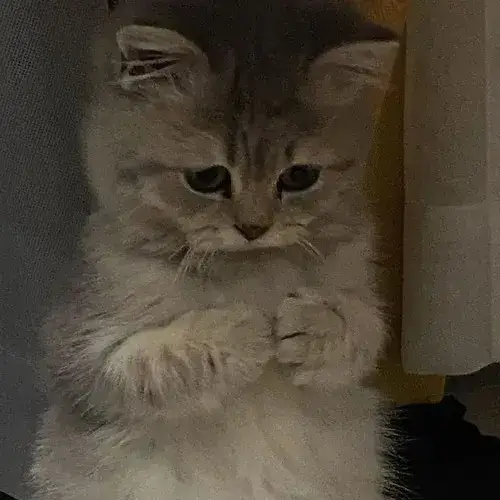 Ảnh troll mèo xám phác họa nét nghèn nghẹn nhẹ nhàng