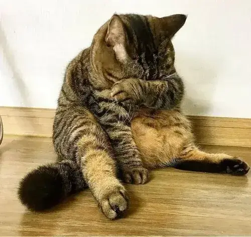 Ảnh chế mèo buồn cực hợp khi muốn kể chuyện đời mệt mỏi không cần nói nhiều