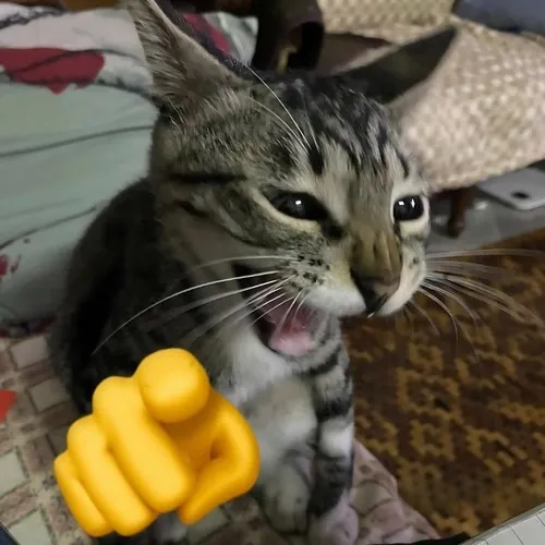 Ảnh chế mèo anh lông ngắn cười nâng vibe ngộ nghĩnh