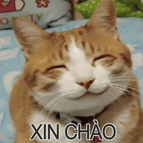 Meme mèo nhe răng tinh khôi bật sự thân thiện vốn có