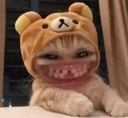 Meme mèo gương mặt lấp lánh biểu cảm tinh thần vui tươi