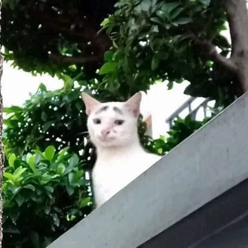 Meme chế mèo mướp xám toe toét bật phong thái tinh nghịch đáng nhớ