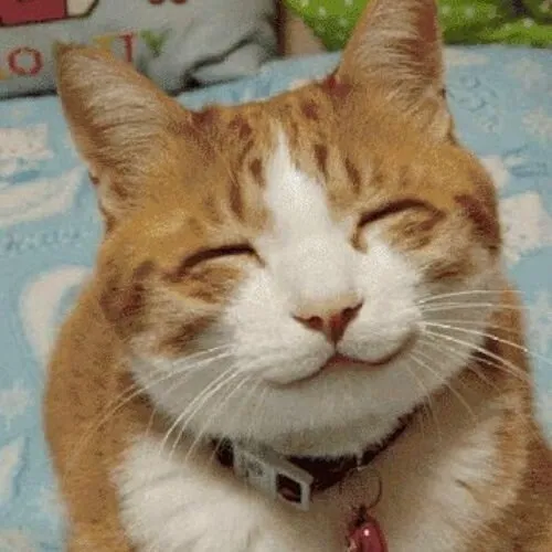 Ảnh troll mèo nhà hí hửng khiến đuôi cong rung đầy vui