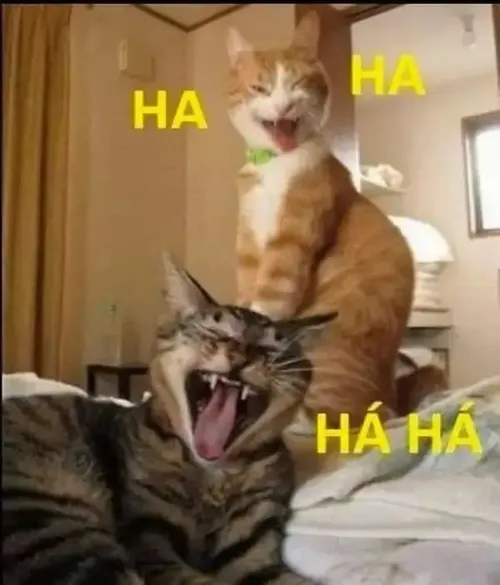 Hình meme hài mèo ria cong hé nụ cười siêu cấp mê ly