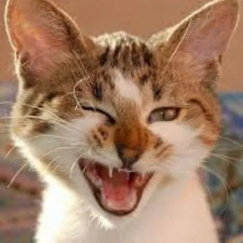 Khoảnh khắc mèo mặt nghiêng tỏa ánh tươi rói ngập nét duyên