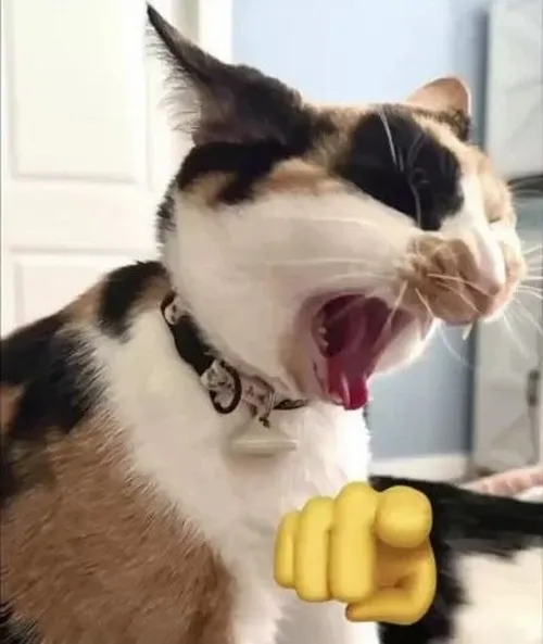 Meme hài mèo toe toét dễ thương phô nét ngộ nghĩnh tự nhiên