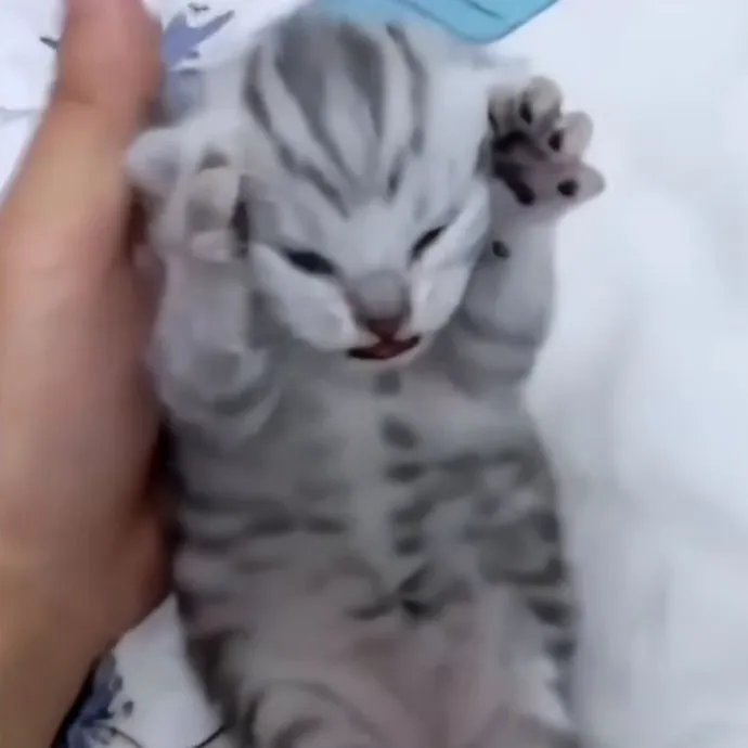 19 ảnh Meme Mèo Ôm Đầu la hét hoảng hốt sợ hãi trước điều kinh khủng