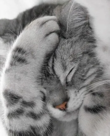 Ảnh chế mèo trợn mắt với phản ứng chớp nhoáng khiến ai cũng bật cười