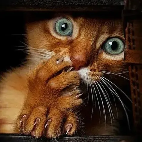 Meme chế mèo ôm đầu than trời với ánh mắt giật mình phòng khách