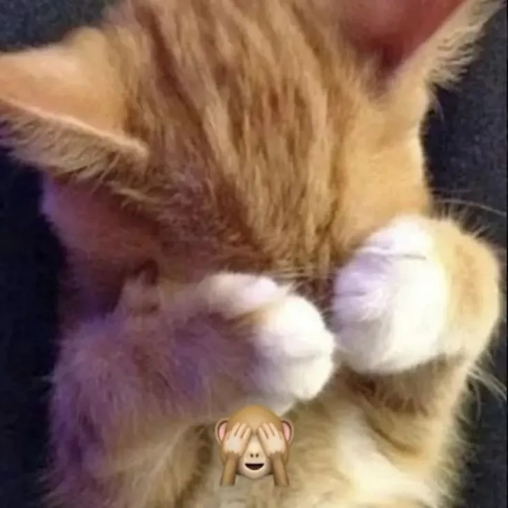 Meme chế mèo tuyệt vọng trước tình huống rối tung không lối thoát