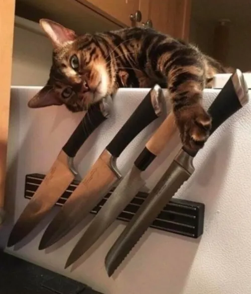 Meme vui mèo giang hồ nêu sát khí mèo qua ánh nhìn cảnh cáo