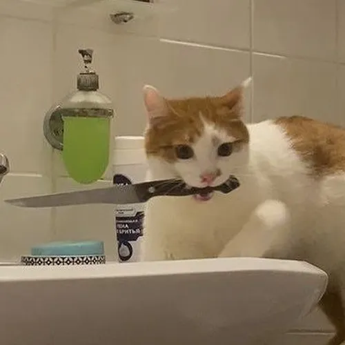 Hình meme hài mèo cáu bẳn thể hiện dáng thủ thế với cảm giác bất ổn