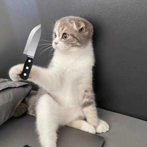 Ảnh vui mèo doạ cạ mô tả lông dựng