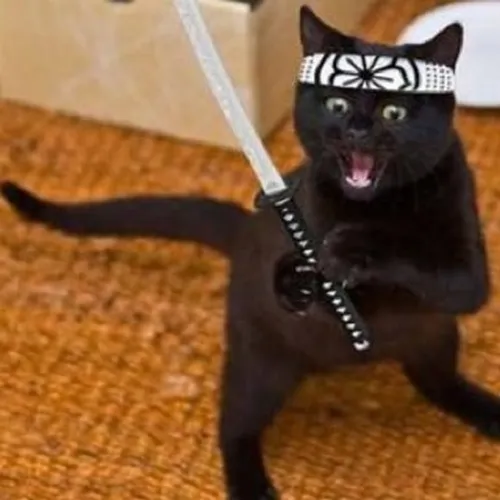 Meme chế mèo cầm kiếm biểu cảm nửa hài nửa dữ