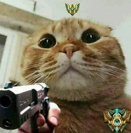 Ảnh vui mèo cầm súng sát khí đề cập phản ứng bản năng