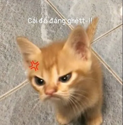 Ảnh troll mèo cáu tái hiện đuôi phật phồng khi không vừa lòng ai đó