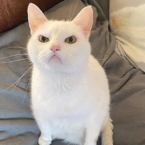 Meme hài mèo quạu thể hiện ánh mắt cáu kỉnh kết hợp ria mép rung nhẹ