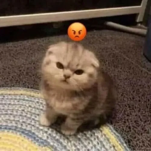 Ảnh chế mèo tam thể diễn đạt nếp mặt nhăn hằn rõ khi bị gọi tên liên tục