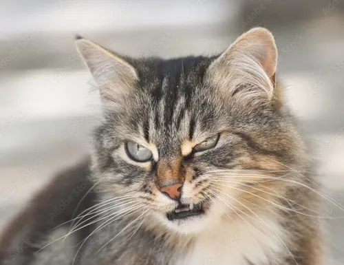 Ảnh chế mèo gắt mô tả sắc thái gắt tăng mạnh khi chủ đưa đồ ăn chậm