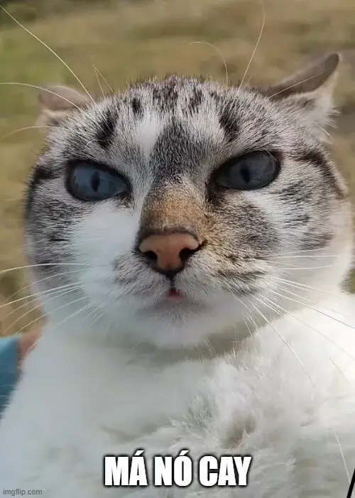 Khoảnh khắc mèo quạu ghi lại ánh mắt lườm sâu khiến ai cũng bật cười