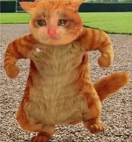 Mấy khoảnh khắc mèo cáu gắt thành ảnh chế viral khắp mạng