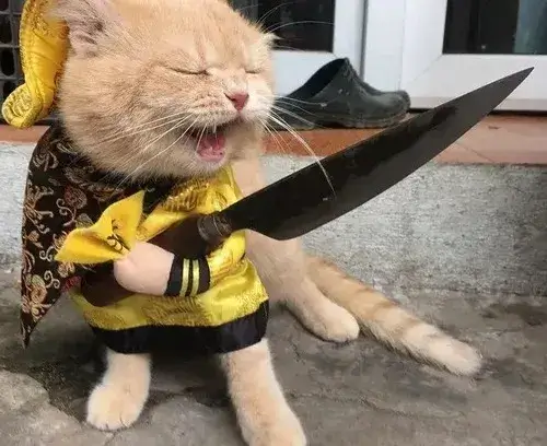 Meme mèo khó ở mô tả ánh nhìn sắc như đang thẩm vấn người đối diện