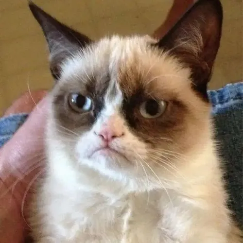 Ảnh vui mèo Anh lông ngắn tái hiện gằn giọng pha chút bất mãn âm ỉ