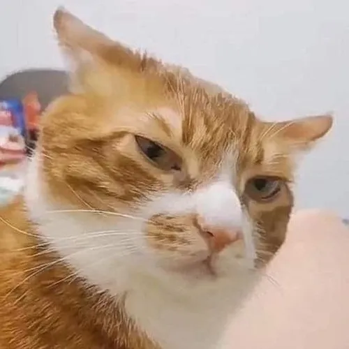 Ảnh vui tiếng gầm nhẹ khắc họa biểu cảm rõ khi mèo không thích đụng chạm